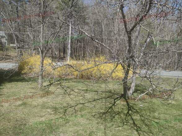 Forsythia In Front Yard by Jacob Brown