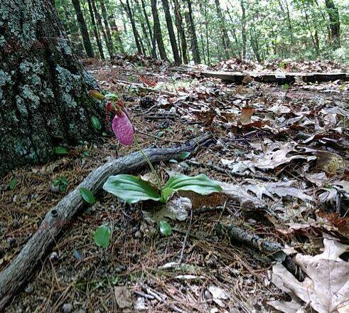 Lady Slippers by Jacob Brown