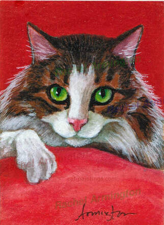 Aceo Maine Coon Cat by Rachel Armington