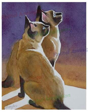 Siamese Cat Watercolor Paintings Pictures by Rachel Armington