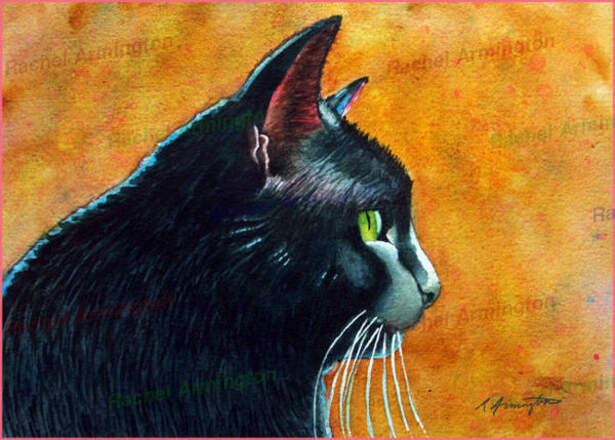 Z Kitten Pictures Portraits Art by Rachel Armington