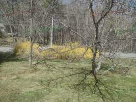 Forsythia In Front Yard by Jacob Brown