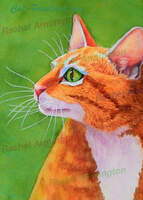 Orange Tabby Cat Paintings by Rachel Armington