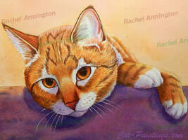 Tabby Cat by Rachel Armington